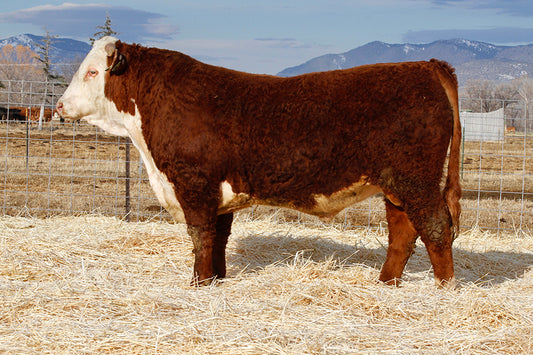 Semen for HH Advance 7156