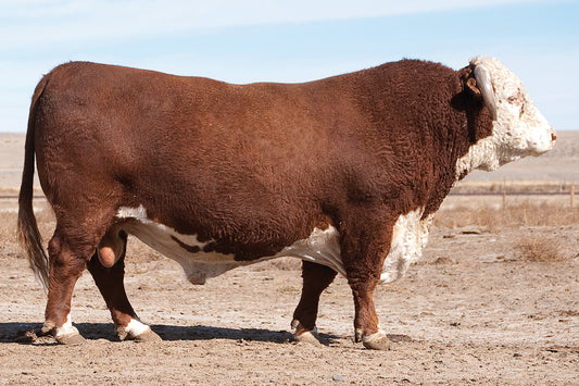 Semen for H5 408 Domino 7100