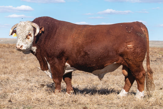 Semen for UU Bakken 8027