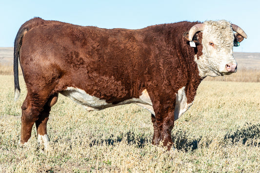 Semen for H5 9241 Advance 2132