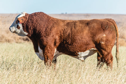 Semen for UU Laredo 8479